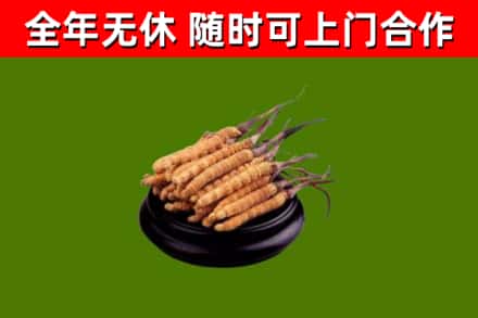 河池市回收散虫草