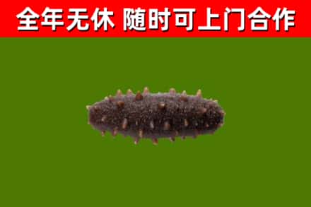 河池市回收海参干